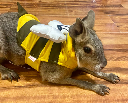 Entry image for Valentina. Clicking this image will show a larger photo