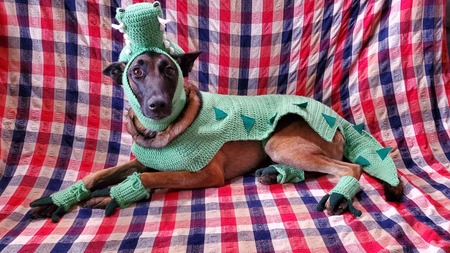 Entry image for Tobi. Clicking this image will show a larger photo