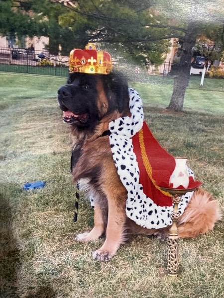 Entry image for Nemo. Clicking this image will show a larger photo