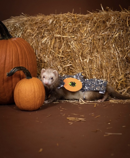 Entry image for Scottie. Clicking this image will show a larger photo