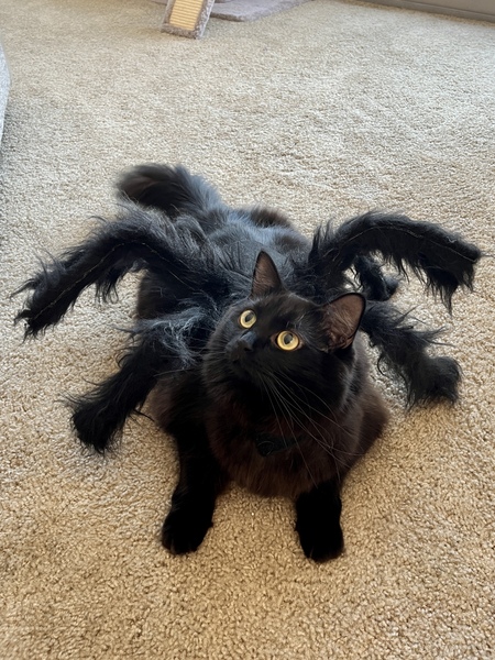 Entry image for Stella the Spider. Clicking this image will show a larger photo