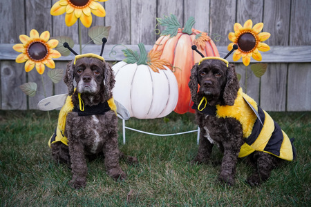 Entry image for Harper and Asher . Clicking this image will show a larger photo