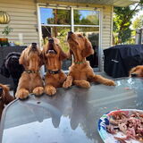 Entry image for Winnie, Lainey, Luna