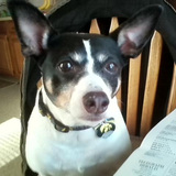 Entry image for Buddy