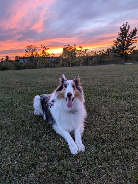 Evie