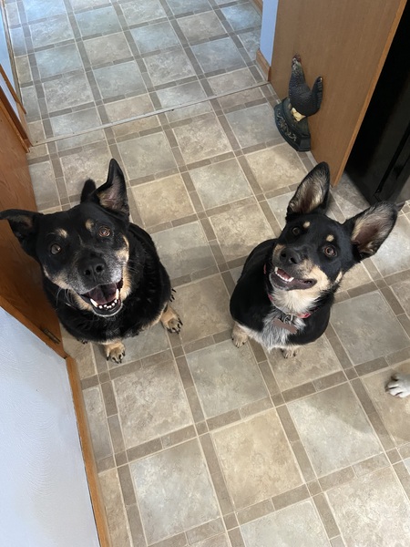 Hydra and Mini