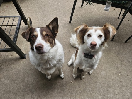 Sadie and Scruffy