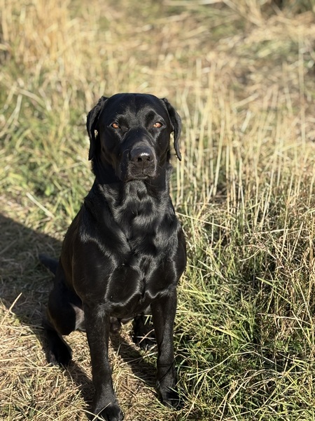 Angus