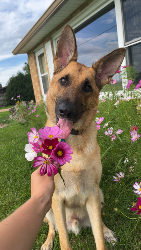 Entry image for Miko. Clicking this image will show a larger photo