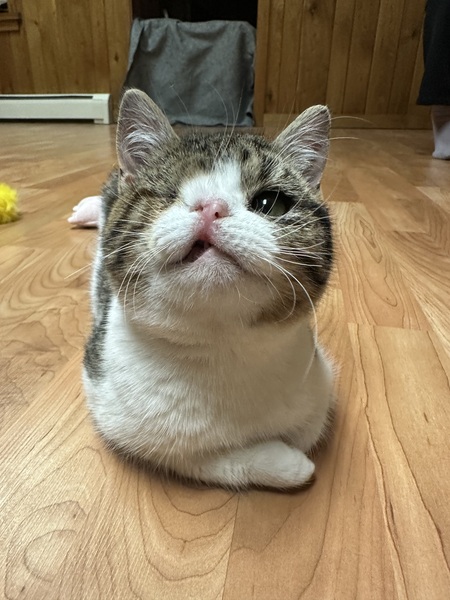 Strudel 