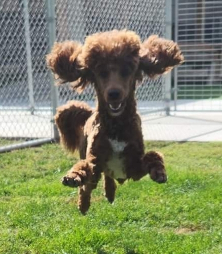 Entry image for Roxie. Clicking this image will show a larger photo