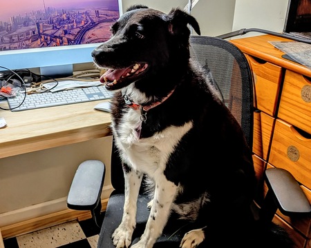 Entry image for Stella. Clicking this image will show a larger photo