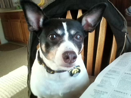 Entry image for Buddy. Clicking this image will show a larger photo