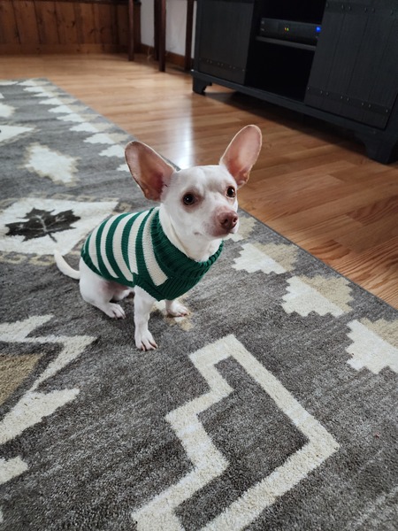 Otis