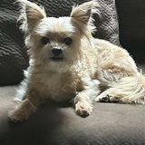 Entry image for Cooper