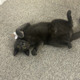 Entry image for Fancy