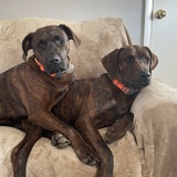 Entry image for Sprout and Bean 