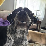 Entry image for Beau