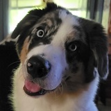 Entry image for Viggo