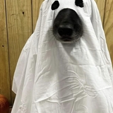 Entry image for Murphy