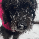 Entry image for Vida