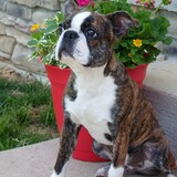 Entry image for Toby