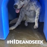 Entry image for Ember