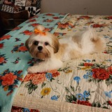 Entry image for Lilly