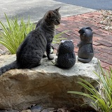 Entry image for Turbo