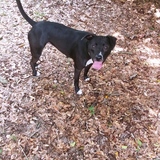 Entry image for Sissy