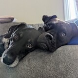 Entry image for Luna and Kyle