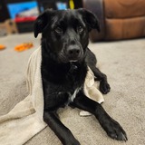 Entry image for Sampson