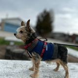 Entry image for Marley (Aka Molly)