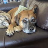 Entry image for Pixie