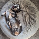 Entry image for Daisy