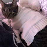 Entry image for Sugar Jo