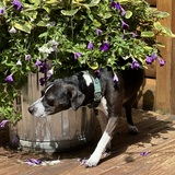 Entry image for Sydney