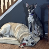 Entry image for Jasper and Dottie