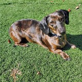 Entry image for Luna