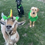 Entry image for Syd, Waylon, and Lucille