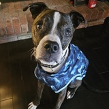 Entry image for Akilah