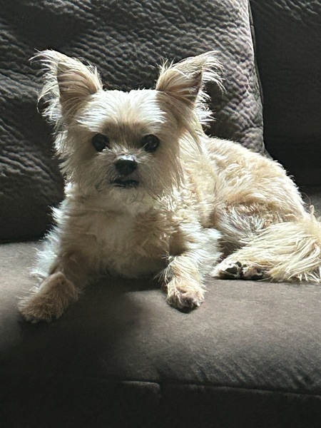 Entry image for Cooper. Clicking this image will show a larger photo