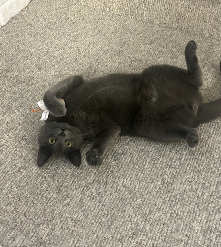 Entry image for Fancy. Clicking this image will show a larger photo