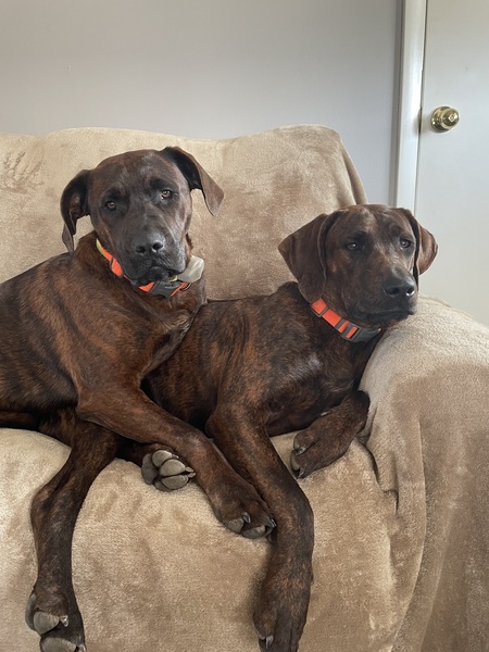 Entry image for Sprout and Bean . Clicking this image will show a larger photo