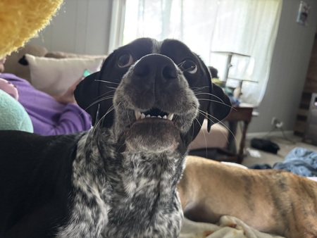 Entry image for Beau. Clicking this image will show a larger photo