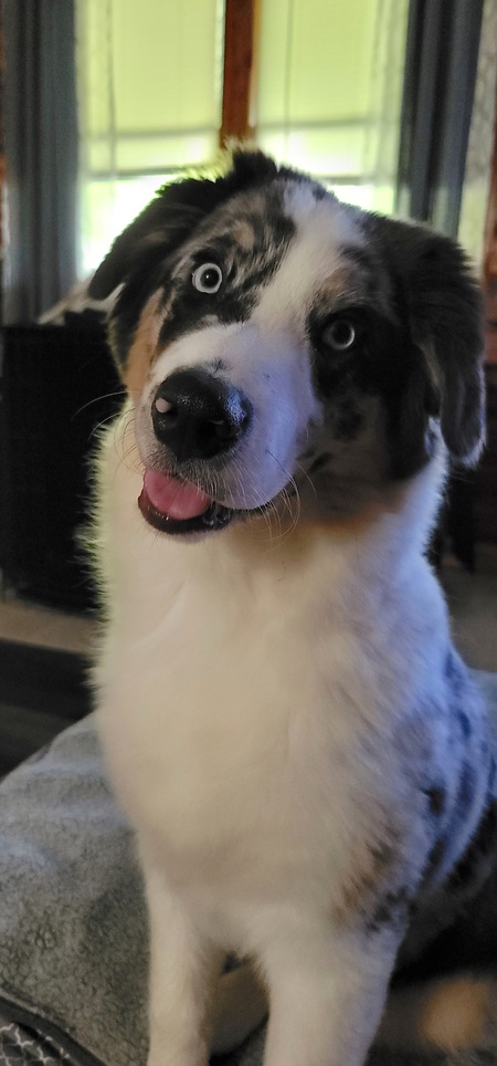 Entry image for Viggo. Clicking this image will show a larger photo