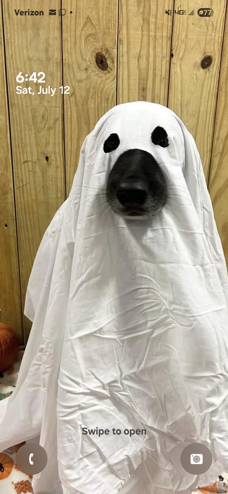 Entry image for Murphy. Clicking this image will show a larger photo