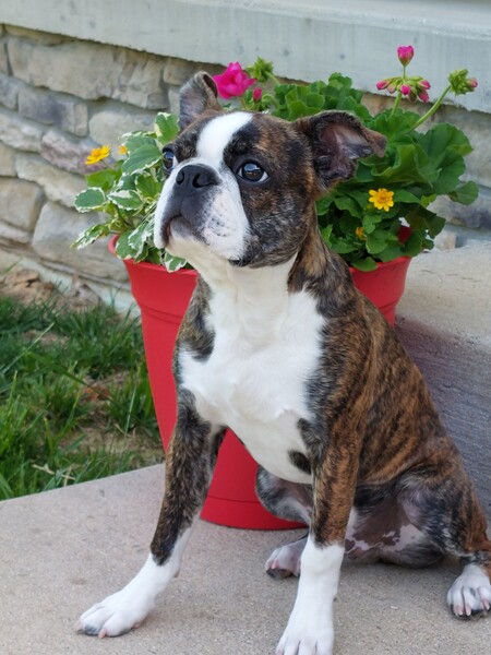 Entry image for Toby. Clicking this image will show a larger photo