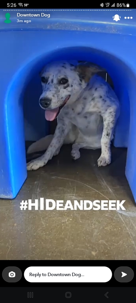 Entry image for Ember. Clicking this image will show a larger photo