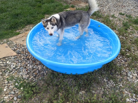 Entry image for Sophie or Vanya . Clicking this image will show a larger photo